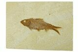 Fossil Fish (Knightia) - Wyoming #295564-1